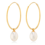 Large Gold Hoop earrings with a Freshwater Cultured Pearl 