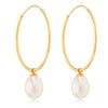 Large Gold Hoop earrings with a Freshwater Cultured Pearl 