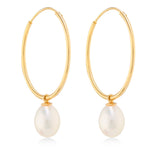 Large Gold Hoop earrings with a Freshwater Cultured Pearl 